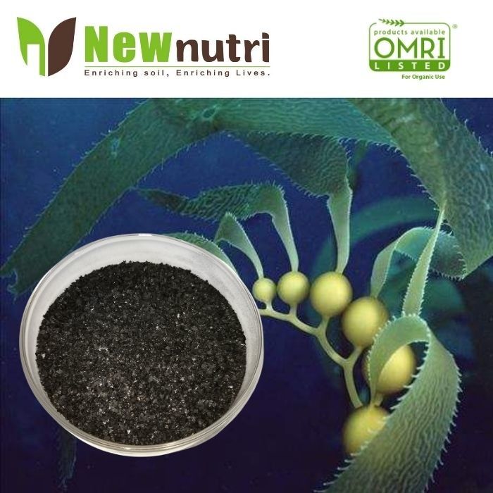 4% Alginic Acid 4mm Flakes Seaweed Extract Powder Fertilizer